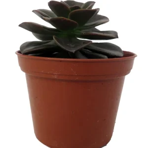 Burgundy Pearl Desert Rose Succulent - Echeveria Live Plant - 2.5" Pot - Image 1