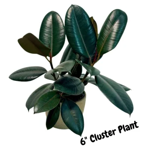 Burgundy Rubber Tree - Ficus Elastica Live Indoor Plant - 2 inch Pot - Image 2
