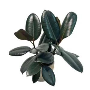 Burgundy Rubber Tree - Ficus Elastica Live Indoor Plant - 2 inch Pot - Image 1