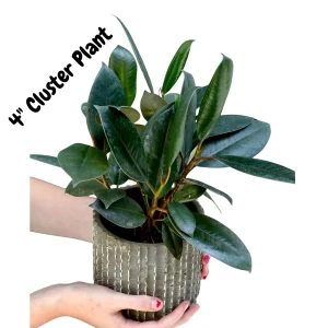 Burgundy Rubber Tree - Ficus Elastica Live Indoor Plant - 2 inch Pot - Image 4