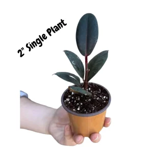 Burgundy Rubber Tree - Ficus Elastica Live Indoor Plant - 2 inch Pot - Image 5