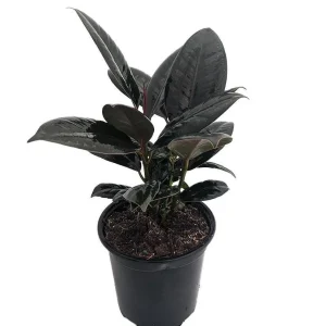 Burgundy Rubber Tree Live Plant – Ficus elastica – 4 inch Pot – Indoor Houseplant - Image 1