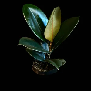 Burgundy Rubber Tree Live Plant - Ficus Elastica - 4