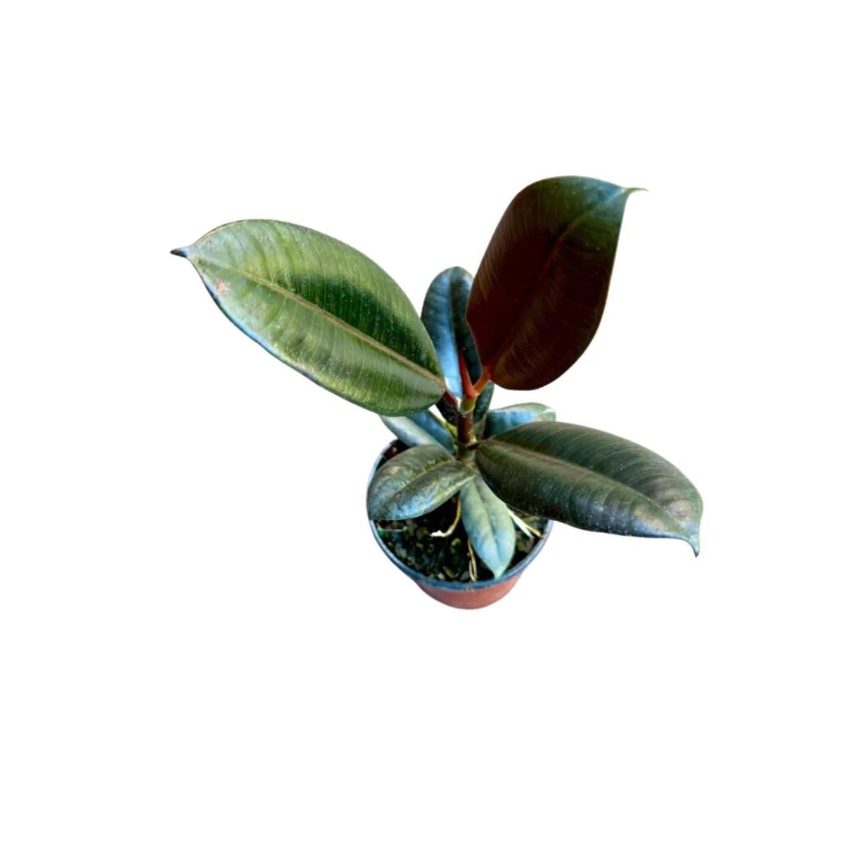 Burgundy Rubber Tree Live Plant - Ficus Elastica - 4" Pot Indoor Office Plant - Image 4