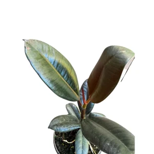 Burgundy Rubber Tree Live Plant - Ficus Elastica - 4