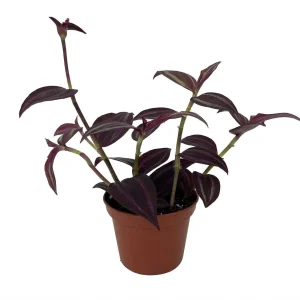 Burgundy Tradescantia Live Plant – 2.5 inch Pot – Indoor Houseplant - Image 2