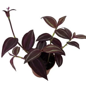 Burgundy Tradescantia Live Plant – 2.5 inch Pot – Indoor Houseplant - Image 1