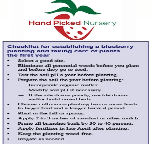 Burlington Northern Highbush Blueberry Live Plant - 3 Year Old - 18-24 inches Tall - Outdoor Edible Fruit - Image 2