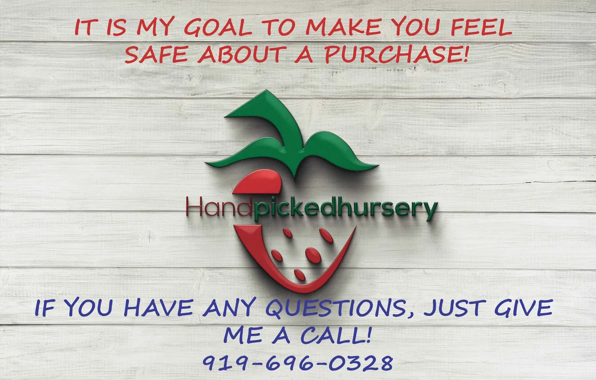 Burlington Northern Highbush Blueberry Live Plant - 3 Year Old - 18-24 inches Tall - Outdoor Edible Fruit - Image 3