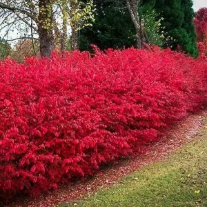 Burning Bush Cuttings - Set of 12 Unrooted, 6-8 Inches Tall, Euonymus alatus - Image 1
