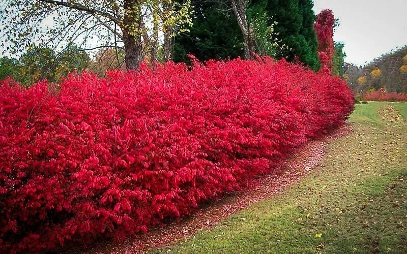 Burning Bush Cuttings - Set of 12 Unrooted, 6-8 Inches Tall, Euonymus alatus - Image 1