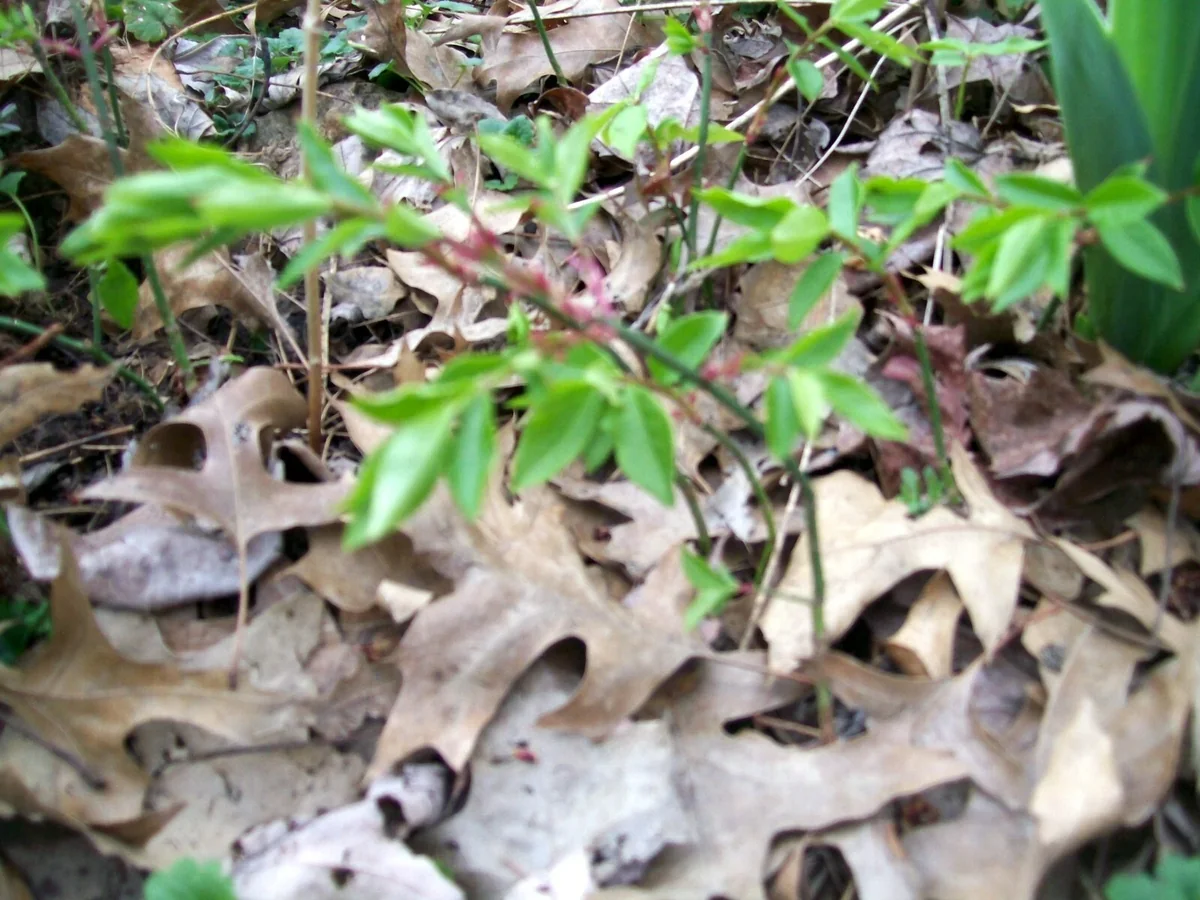 Burning Bush (Euonymus alatus) Live Bare Root Plant - 12+ Inches Tall - Set of 2 Outdoor Shrubs - Image 6