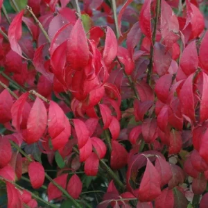 Burning Bush Live Bare Root Seedling Plant 4-8 Inches - Deciduous, Outdoor - Image 3