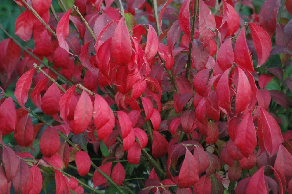 Burning Bush Live Bare Root Seedling Plant 4-8 Inches - Deciduous, Outdoor - Image 3