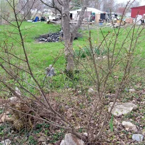 Burning Bush Live Bare Root Seedling Plant 4-8 Inches - Deciduous, Outdoor - Image 5