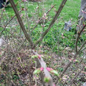 Burning Bush Live Bare Root Seedling Plant 4-8 Inches - Deciduous, Outdoor - Image 6