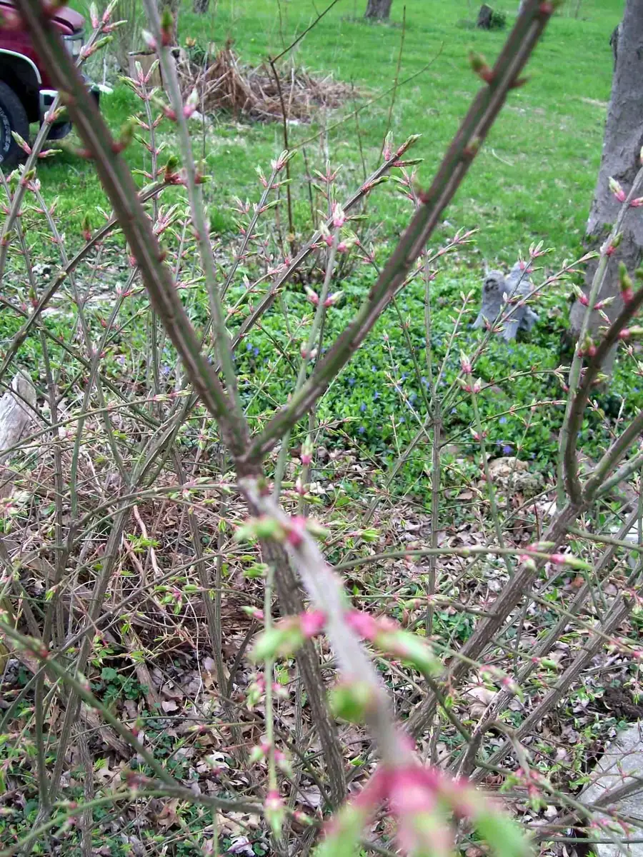 Burning Bush Live Bare Root Seedling Plant 4-8 Inches - Deciduous, Outdoor - Image 6