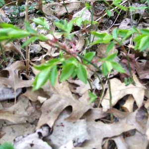 Burning Bush Live Bare Root Seedling Plant 4-8 Inches - Deciduous, Outdoor - Image 7