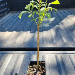 Burning Bush Live Plant (Euonymus Alatus 'Compacta') - Set of 3, 2.5" Containers, 4-6" Tall - Image 2