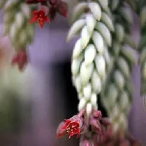 Burro's Tail Succulent Live Plant - Sedum Burrito - 2.5" Pot - Indoor - Image 2