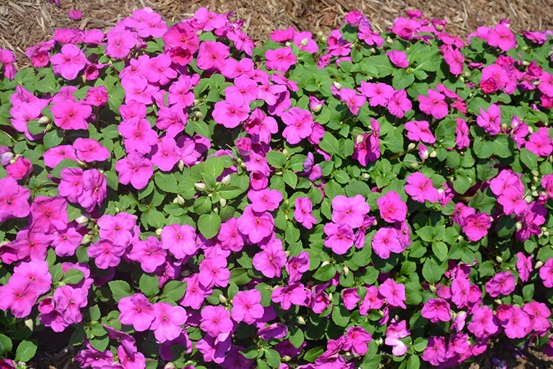 Busy Lizzy Impatiens Accent Premium Lilac Flower Seeds - 500 Count Annual - Image 2