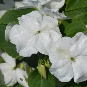 Busy Lizzy Impatiens Accent Premium White Flower Seeds - 100 Seeds, Annual - Image 1
