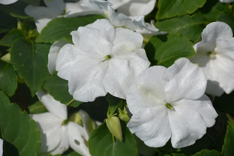 Busy Lizzy Impatiens Accent Premium White Flower Seeds - 100 Seeds, Annual - Image 1