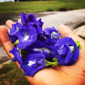 Butterfly Pea Flower Seeds - Vibrant Blue Vine, Climber, Nitrogen Fixer - Image 2