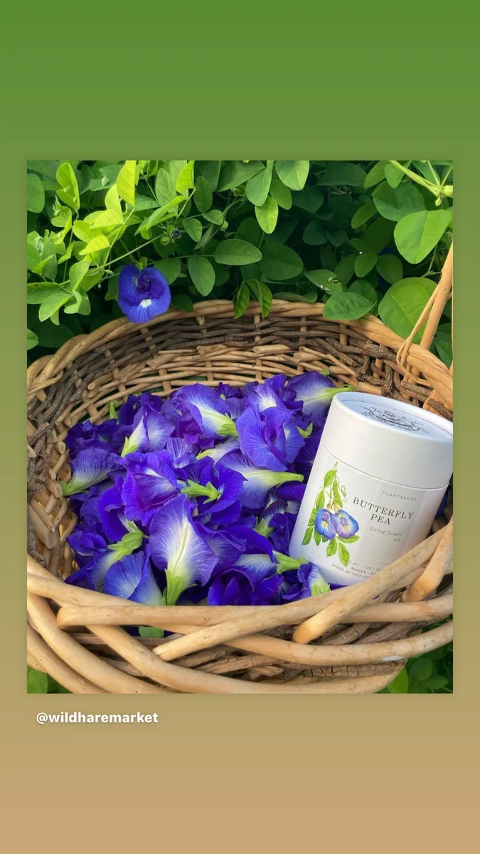 Butterfly Pea Flower Seeds - Vibrant Blue Vine, Climber, Nitrogen Fixer - Image 6