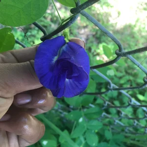 Butterfly Pea Flower Seeds - Vibrant Blue Vine, Climber, Nitrogen Fixer - Image 9