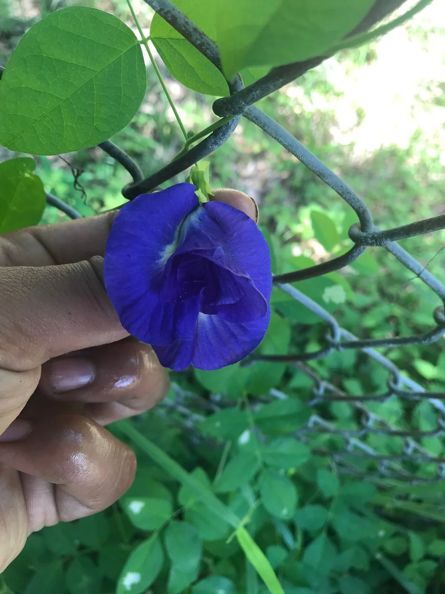 Butterfly Pea Flower Seeds - Vibrant Blue Vine, Climber, Nitrogen Fixer - Image 9
