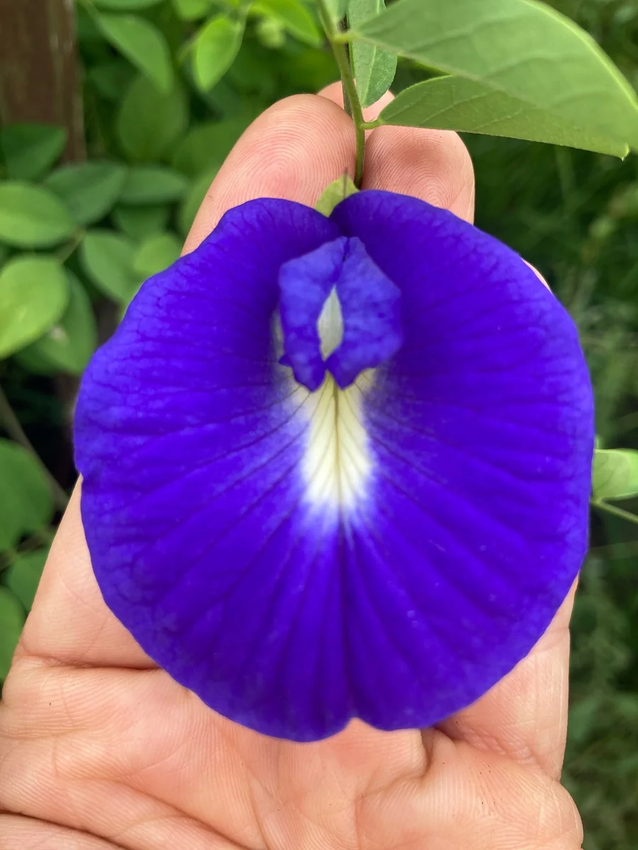 Butterfly Pea Flower Seeds - Vibrant Blue Vine, Climber, Nitrogen Fixer - Image 1