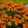 Butterflyweed Live Plant (Asclepias tuberosa) Orange Starter for Pollinator Gardens, 1.15-inch Pot - Image 1