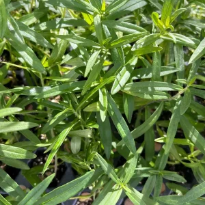 Butterflyweed Live Plant (Asclepias tuberosa) Orange Starter for Pollinator Gardens, 1.15-inch Pot - Image 3