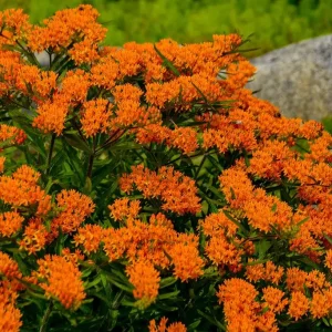 Butterflyweed Live Plant (Asclepias tuberosa) Orange Starter for Pollinator Gardens, 1.15-inch Pot - Image 4