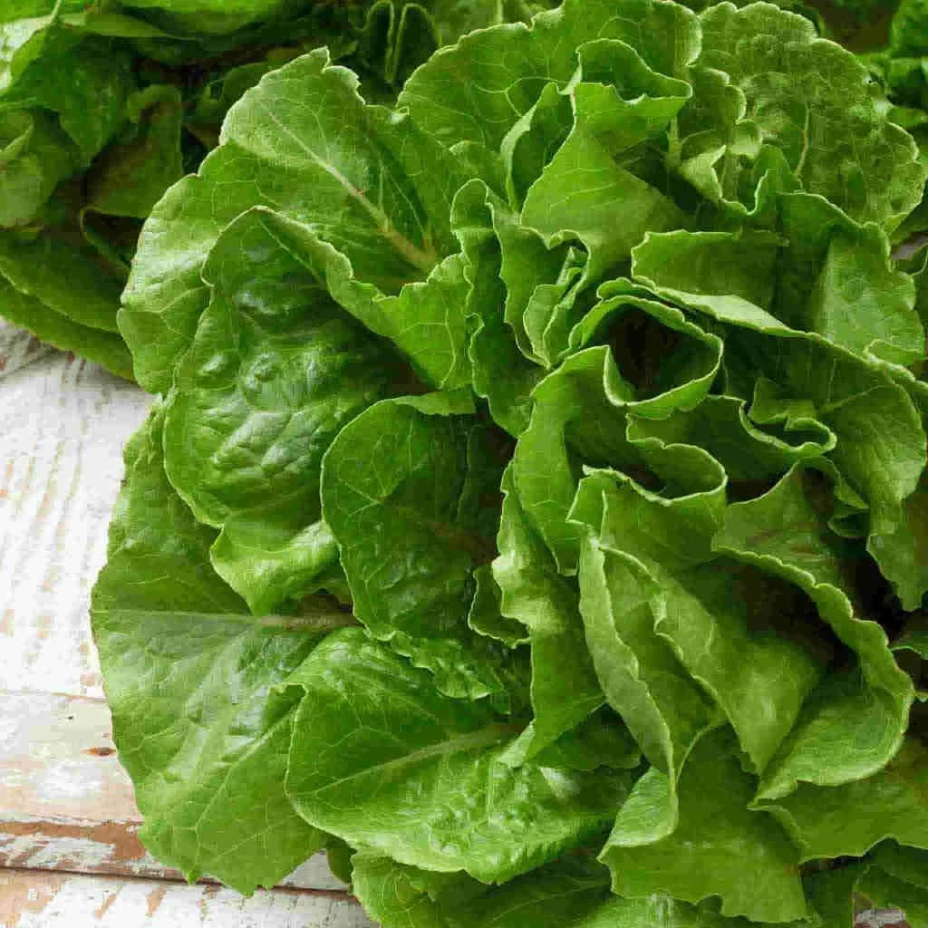 BUTTERHEAD (BUTTERCRUNCH) LETTUCE 50+ SEEDS Lactuca sativa var. capitata - Image 1