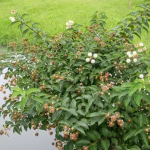 Button Bush Live Plant – 6-12