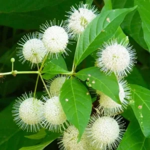 Button Bush Live Plant – 6-12" Tall – 4-Inch Pot – Native Moisture-Loving Shrub - Image 2