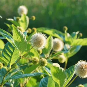 Button Bush Live Plant – 6-12