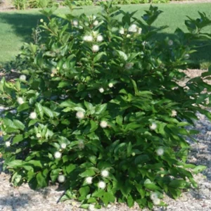 Button Bush Live Plant – 6-12