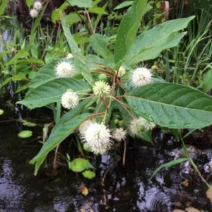 Button Bush Live Plant – 6-12