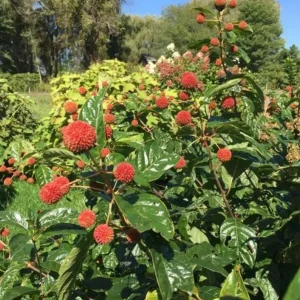 Button Bush Live Plant – 6-12