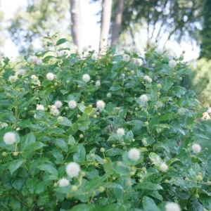 Button Bush Live Plant – Quart Pot – Native Flowering Shrub – Cephalanthus occidentalis – Outdoor - Image 10