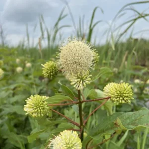 Button Bush Live Plant – Quart Pot – Native Flowering Shrub – Cephalanthus occidentalis – Outdoor - Image 3