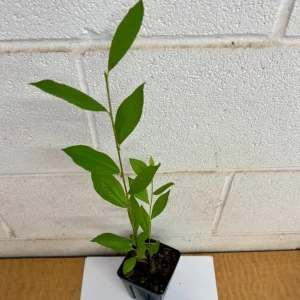 Button Bush Live Plant – Quart Pot – Native Flowering Shrub – Cephalanthus occidentalis – Outdoor - Image 5