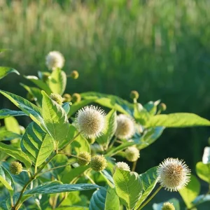 Button Bush Live Plant – Quart Pot – Native Flowering Shrub – Cephalanthus occidentalis – Outdoor - Image 9