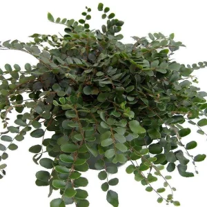 Button Fern Live Plant - Pellaea rotundifolia - 4 inch Pot - Indoor Houseplant - Image 1