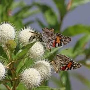 Buttonbush Plant 12-24in Tall Bare Root Shrub - Cephalanthus occidentalis - Image 1