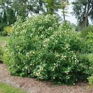 Buttonbush Plant 12-24in Tall Bare Root Shrub - Cephalanthus occidentalis - Image 4