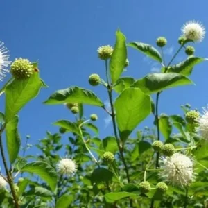 Buttonbush Shrub (Cephalanthus occidentalis) – 3 Bare-root Live Plants – Attracts Pollinators - Image 2